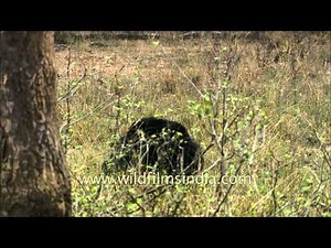 Sloth Bear (Melursus Ursinus) - an insect eating mammal