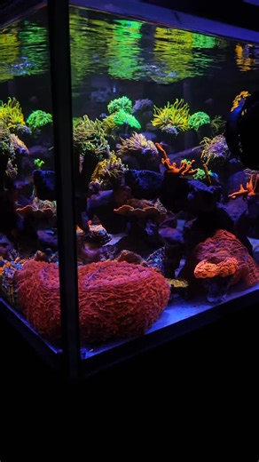 Moe | LPS Reef Tank on Instagram: "This is why reef tanks never get boring. Every coral reacts differently to light, flow, and time. Follow for daily reef inspiration 🪸 #reeftank #saltwateraquarium #reefaddict #corallovers #reefinspiration"