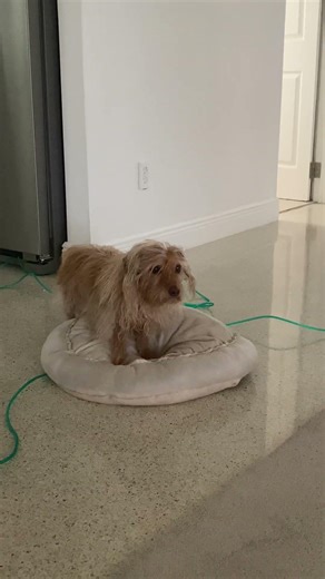 Scooted to the hallway #sillydog #wirehair #scooting