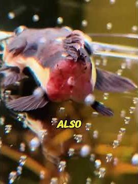 Fish lost half its body in an attack. He saved it with meds—on day 4 it miraculously survived!😭❤️