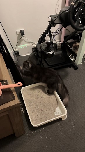 How to burry poop 101- scratch everything except the litter #catsoftiktok #funnyvideos #funnycat #poop