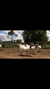 3.5K views · 111 reactions | A few of our maiden does in various stages of pregnancy. | Vodloza Boer Goats | Facebook