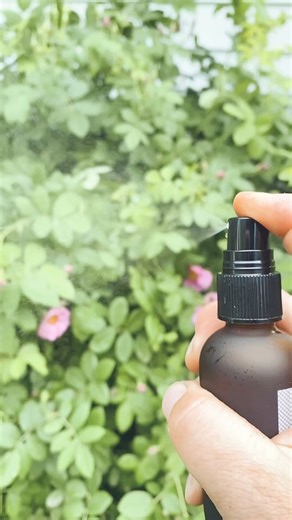 Ali & Scott Yahnke on Instagram: "Let’s distill rose petals! Steam distillation is the process of extracting plant constituents by means of steam. There’s many ways to do this process at home, but in this case, we’re using a copper still from @copper.pro where the fresh rose petals are placed in a column that sits above a kettle filled with water. When heated to a boil, the steam rises through the rose petals and is condensed and collected in a jar. The end result is an aromatic herbal infused w