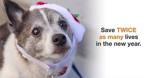 Help her ring in the new year with love and snuggles. Make twice the impact for homeless pets when you give by midnight on 12/31. | Best Friends Animal Society