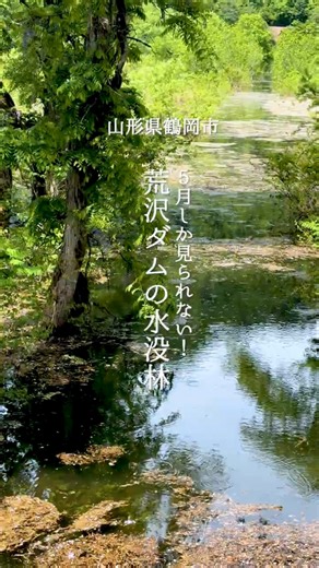 5月しか見られない！荒沢ダムの水没林 【 #つるとぴ ！鶴岡市役所60秒広報室】#鶴岡市 #観光 #荒沢ダム #水没林 #庄内 #shorts #山形