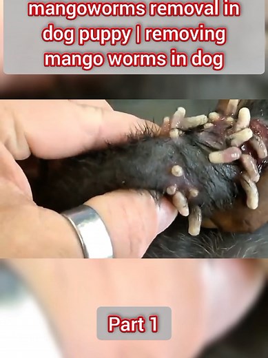 Effective Methods for Mango Worm Removal in Dogs
