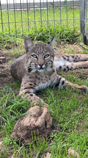 Little Malcolm Bobcat is relaxing while watching his neighbor, Bob the Bobcat. We hope these two young, active bobcats will choose to share space and become buddies. Currently, they are in a divided habitat, observing how much interest they have in the idea of interacting with each other. | Turpentine Creek Wildlife Refuge