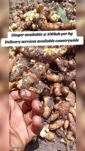 #ginger #spices #ramadhan #mombasa #kilifi
