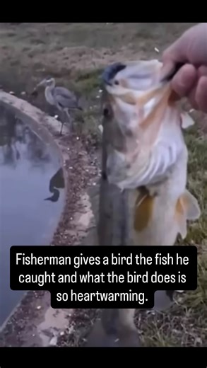 Lilit Martirosyan on Instagram: "Fisherman gives a bird the fish he caught and the bird releases them back in the water.🫶🏻 Like, Comment, Save and Share to show animals have empathy.🌹 Since the bird was not hungry they didn’t need to eat the fish but intentionally picking up the fish and taking them to the water implies empathetic behavior. Empathy in animals is strongly proven by scientific research and is exhibited through emotional contagion, consolation, and helping behavior. What a sweet