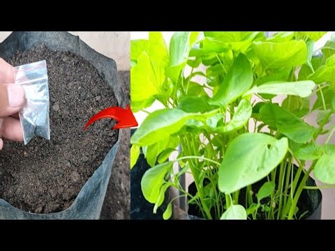 New skills! Growing a Spinach tree from spinach seeds in pot