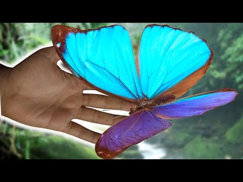 ELECTRIC Blue Morpho Butterfly: Morpho menelaus / Closeup & Feeding behaviour [REGUA, Brazil]
