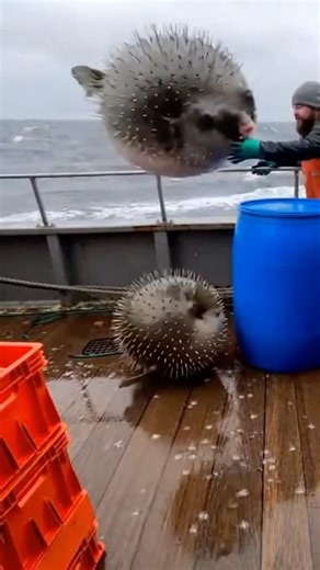 Giant Inflated Pufferfish Slammed Into Fishermen 🐡⚠️
