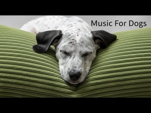 8 Hours of Healing Frequencies for Dogs ✨ 528hz Music for Canine Pain & Anxiety Relief 🎵