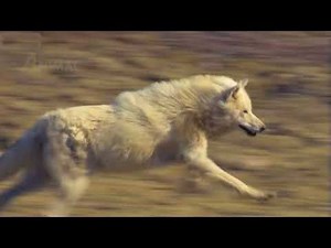 Wolf the Wolf Hunting of the Rabbit | Wild Animal Documentary