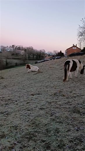 Ponette Oc type cheval miniature dispo à la vente secteur Loire #poney #chevalminiature #poneyavendre #miseenvente #piealezan #oc #6ans #ibiza #poneydecompagnie #pourfamille #loire #mediationequine #atelier #travailapied #ethologie #shet #shetland #miniponey #cherchefamille #miniavendre #venteponey #cavalier #cavaliere #proprietairedechevaux #passion #bienetreanimal #horse #chevzuxalamaison #viedetroupeau #aupre #viedecheval #chevauxpassion #pourtoi #viral #tiktok #presentation #foryou #czpcut #