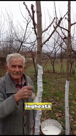 Var pe trunchi iarna. Cum protejezi pomul de crăpături