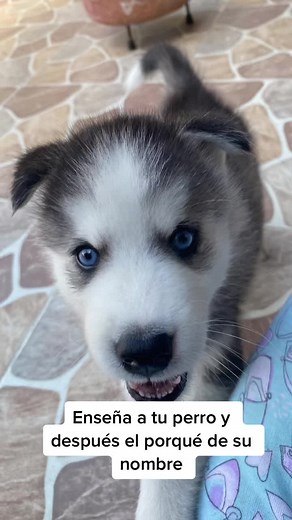 Nombres para perros Husky: Encuentra el más adecuado para tu lobo siberiano
