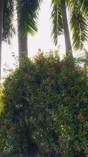 Introducing the Meike 55mm F1.4 - a compact lens that delivers sharp, dreamy, and cinematic results. Key Features: • f/1.4 aperture for smooth bokeh & great low-light performance • AF/MF switch for quick focus control • Smooth aperture ring for easy exposure adjustments • Compact and lightweight design • Solid build for a premium feel A perfect pick for creators who want quality without breaking the bank. Comment “Lens” and I’ll send you the link directly in your DMs 📩 @meike_global @bigtrends.