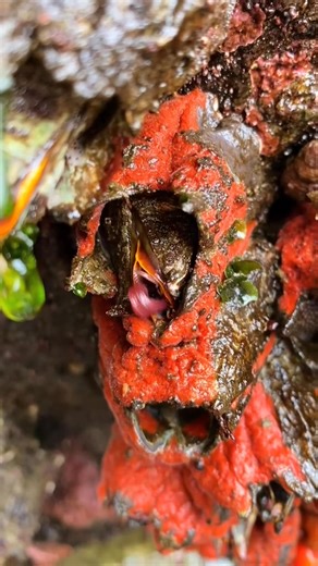 Have you ever heard a barnacle 🤓 Part 1 #BarnacleFacts #MarineLife #OceanEducation #NatureLovers #FunWithScience #fblifestyle | Marine biology