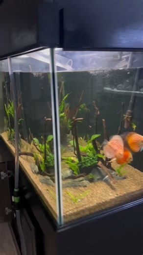 Watch The Discus Get a Water Change #fish on Amazon Live