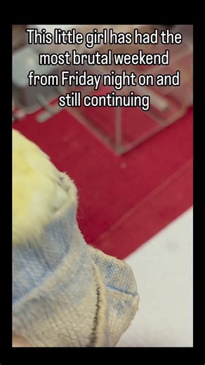 JackiesGang on Instagram: "Feel free to give suggestions or advice on what you might have done, but please be kind, because at this point, I'm not sure if I could take anymore. It started out Friday night I went out to check on them like I always do, and I noticed that Reggie had blood all over her beak all over her face all over her wings. I totally freaked out and almost went into panic mode. What she had done is chewed back in her rear end area so bad that there was a stump sticking out, so o