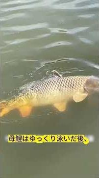 The Colored Koi Is a Sign of Good Luck: Those Who See It Will Find Happiness #HeartwarmingStory #...