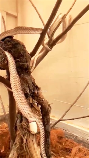 Snake Laying Eggs | Amazing Natural Scene #snakelovers #snakevideo