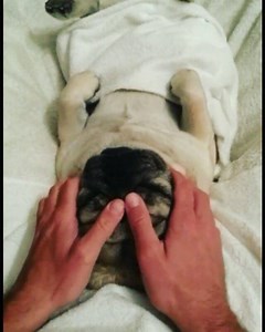8.6K views · 227 reactions | Bank Holiday Relax!   Happy happy happy #pugandcat #spa #massage #pet #pug #thetomcoteshow #puglife #pugsofinstagram #igpugs #pugbasement #mops #carlino #happy #instacute #bankholiday #easter #wellness #treatyoself #gilesfriends #petsvideo #pugvideo | Pugandcat | Facebook