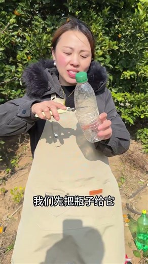 Title: Propagate Orange Trees - Easy Branch Cutting Technique