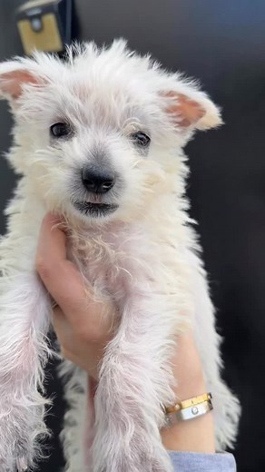 4.9K views · 53 reactions | Pintail is such a smart little explorer....