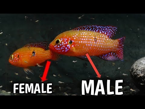 Red jewel cichlid male or female | How to identify female and male red jewel cichlids .