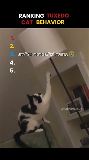average tuxedo cat behavior honestly 😭 #cat #funny #funnycats #tuxedocat