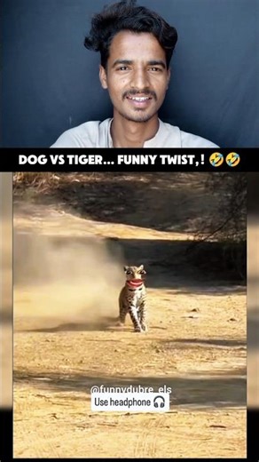 Tiger Chasing Dog 😂 Funny Animal Moment #shorts #animalshorts #funnyshorts #animals