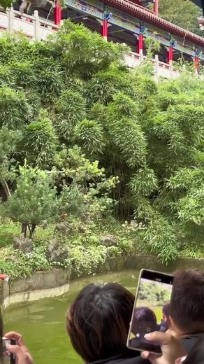 5.3K views · 12 reactions | Meet the monkeys with a love of diving!!They definitely know how to make a splash~~ #Monkey #diving #Guizhou #China #chinatravel | Miss Panda | Facebook