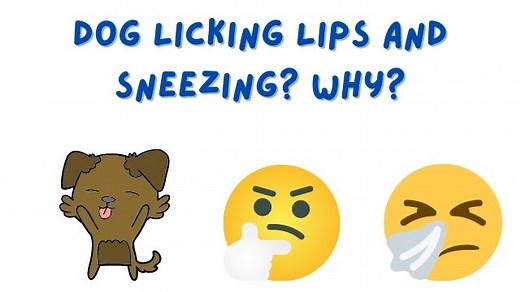 Dog Licking Lips and Sneezing? Top 12 Reasons! - Bulldogpapa