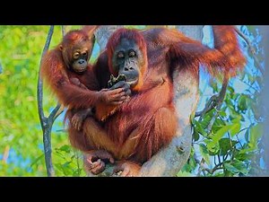 Adorable Baby Orangutan Learns to Eat and Forage with Mom 🦧