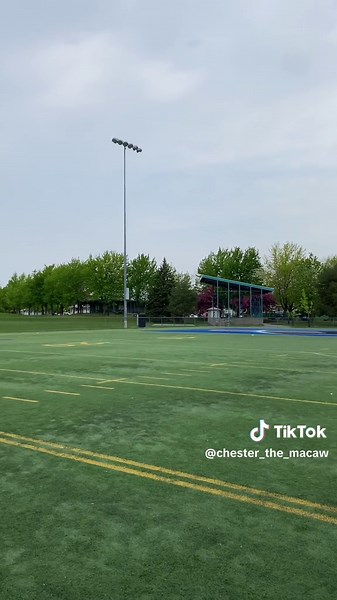 Beautiful Macaw Parrot Enjoying a Day Outdoors