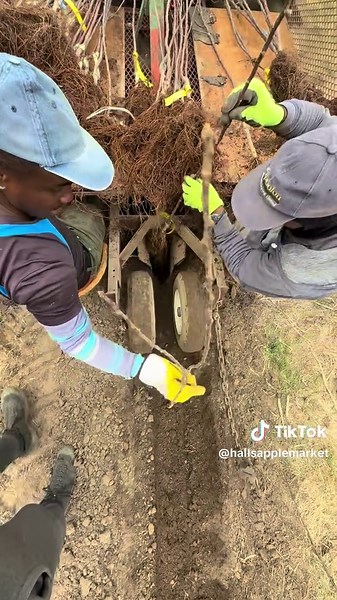 HallsAppleMarket on TikTok