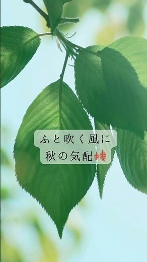 【癒しの洋楽playlist】秋の気配を感じて🍂#癒しの洋楽#秋#HealingMusic#AutumnPlaylist#CalmMusicFactory#心を癒す音楽#RelaxingSongs
