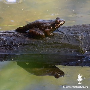 The preserves can be noisy — in a good way — when you stop and listen carefully to all of the activity from the wildlife both high and low. There was quite a bit of activity at McKinley Woods on Tuesday thanks to bullfrogs, a red-bellied woodpecker, house wrens, and so much more. Make sure your sound is on for this one so you can listen in as we identify some of the calls. | Forest Preserve District of Will County