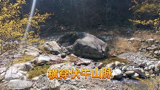 从洛阳到南阳，穿越伏牛山脉，偶遇一颗一千五百多年的雌雄同株银杏树。