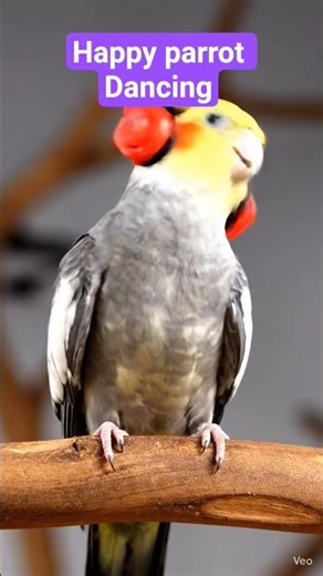 Happy dancing Parrot 🦜#animation #kids fun #cartoon