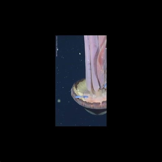 Scientists Discovered Alien Like Giant Phantom Jellyfish Massive Deep Sea Specter with 33 Foot Arms