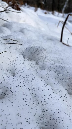 Danielle Kathryn on Instagram: "Snow fleas, or Hypogastrura nivicola, are not fleas at all but are actually a species of springtail. These tiny arthropods “spring” about in the snow, won’t bite, and are not parasitic like real fleas. Instead they help with the decomposition of decaying organic matter which means they’re incredibly beneficial to the ecosystem! These were spotted at Bowman Lake in Lake County, Michigan. HAPPY WINTER! Go for a hike and find some springtails! #nature #winter #hiking