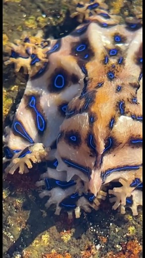Majestic Blue-Ringed Octopus Encounter at Dee Why Beach