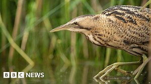 Bitterns: Britain's loudest birds are booming once again