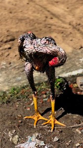 154K views · 5.4K reactions | Java Aseel on Reels | Facebook