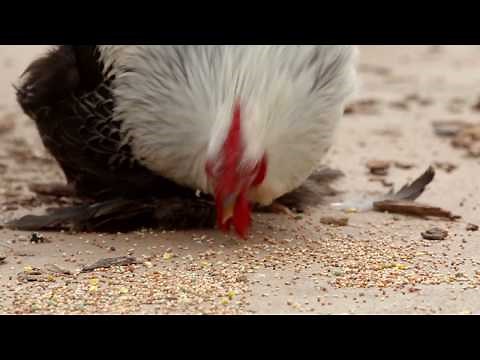 Chickens for Bug Control