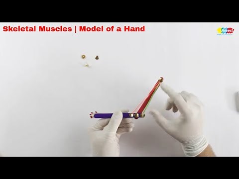 Skeletal Muscles | Model of a Hand | Science Class 7