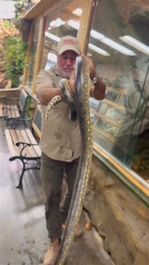 Jay Brewer on Instagram: "Live Birth Baby Anacondas!!🤩 We came in this morning and saw that our Mommaconda finally had her babies🙌 Unlike pythons Anacondas have live births like us but they actually still have eggs🤯 They just stay and hatch inside the anaconda instead of being laid outside and then hatching😳"